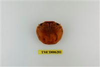 藏品(白紋方蟹)的圖片